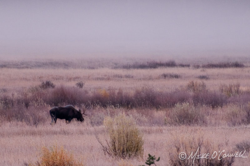 Foggy Morning at Pebble Creek