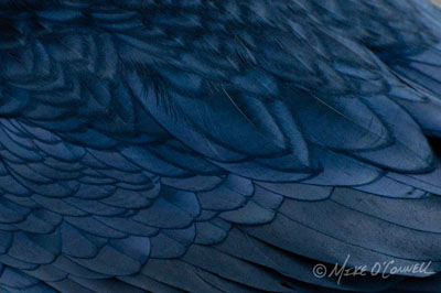 Raven Feathers